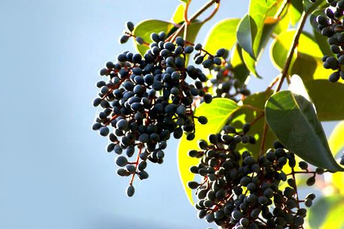 Ligustrum lucidum fruit