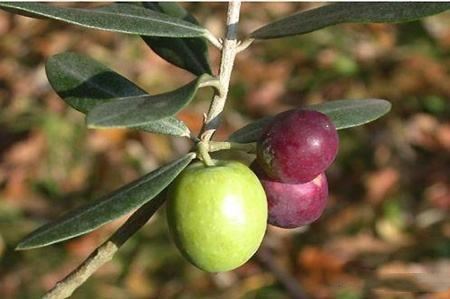 Oleanaceae