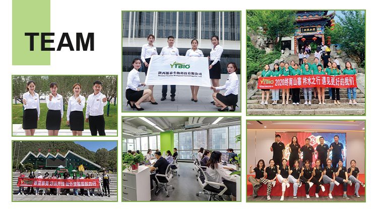 team